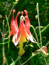 close up of a Columbine flower
