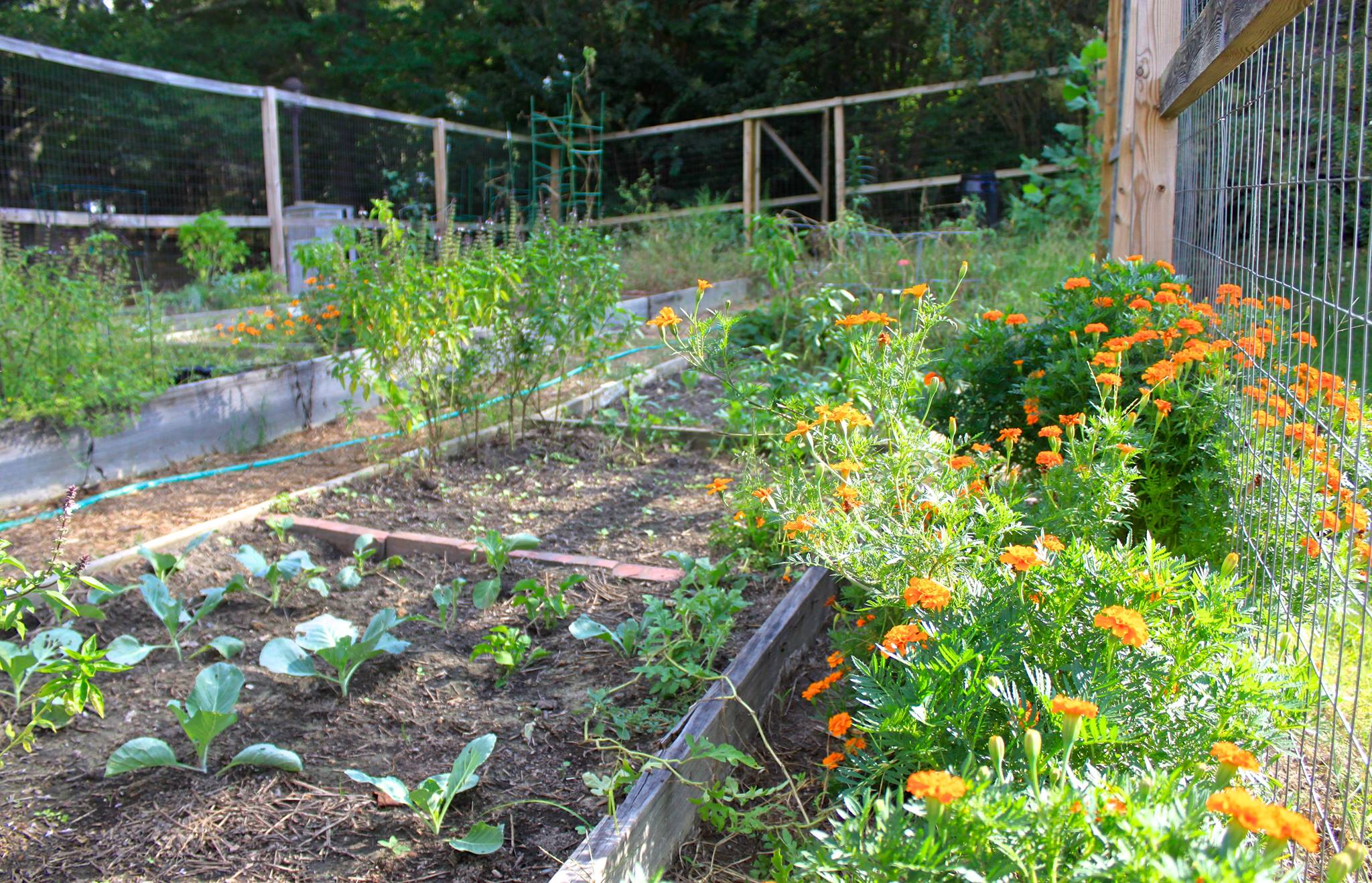 Campus Gardens 